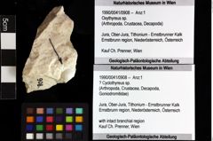 Foto (Objket + Etiketten) von ? Cyclothyreus sp. 